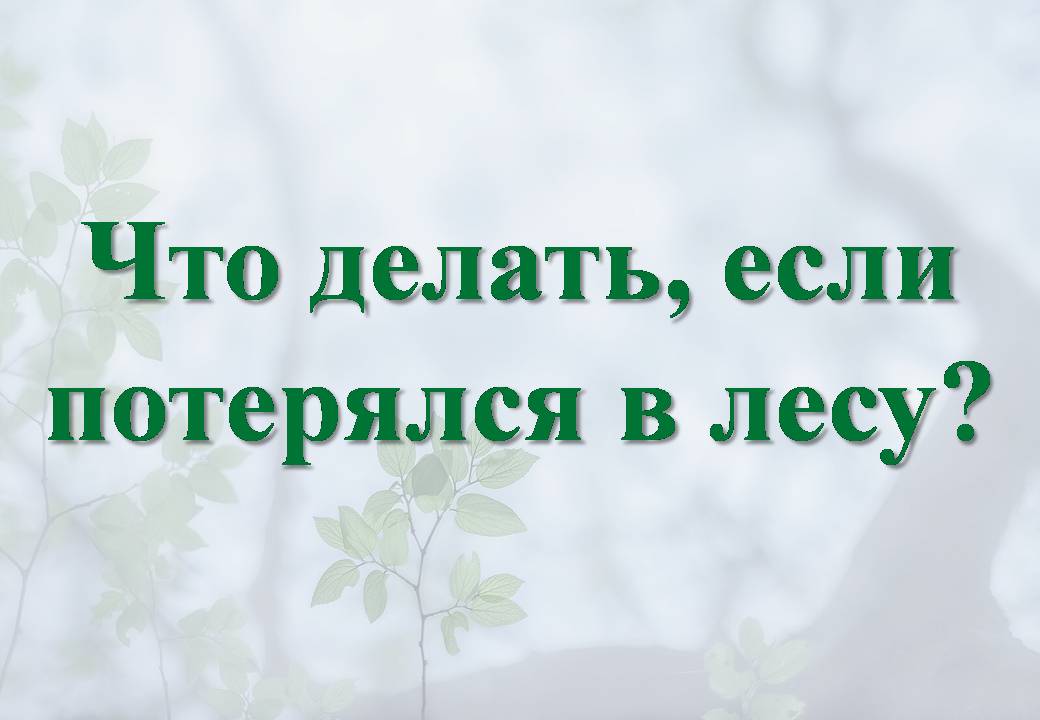 Что делать, если заблудился в лесу:.